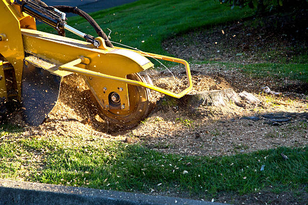 The Steps Involved in Our Tree Care Process in Glendale, CO